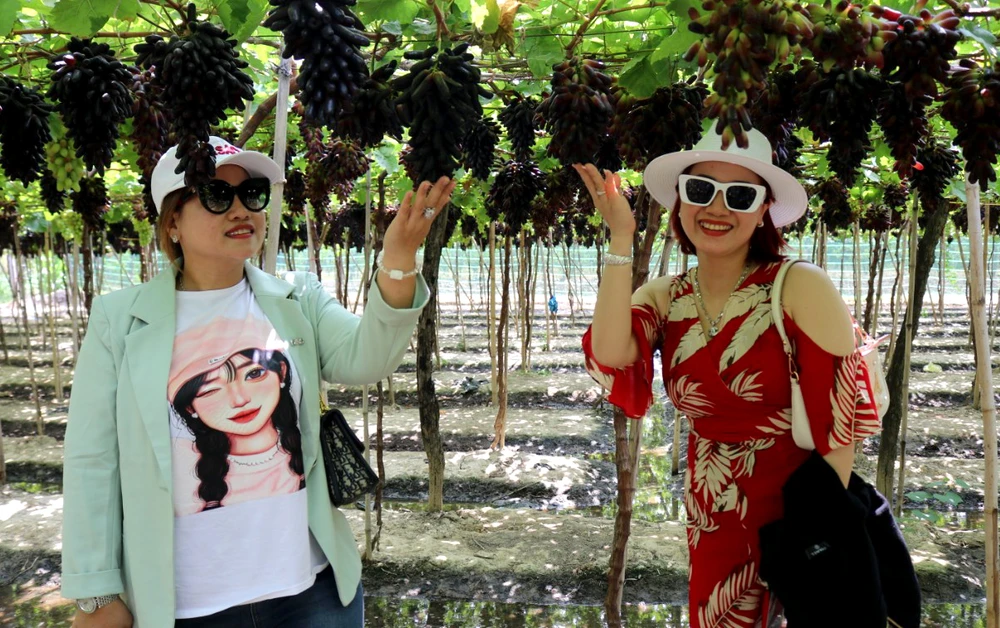 Du khách thích thú trải nghiệm vườn nho ở Ninh Thuận. Ảnh: NGUYỄN THÀNH Du khách thích thú trải nghiệm vườn nho ở Ninh Thuận. Ảnh: NGUYỄN THÀNH