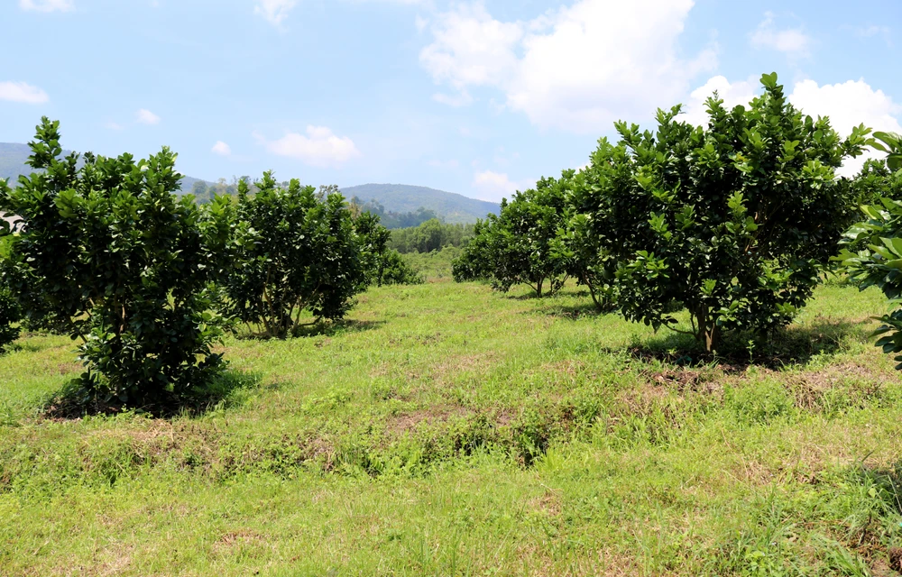 Xã Phước Bình có gần 200 ha trồng bưởi da xanh. Ảnh: NGUYỄN THÀNH