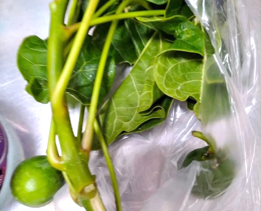 Hạt dầu mè có chứa độc tố, chỉ dùng trong công nghiệp. Ảnh: Bệnh viện cung cấp.