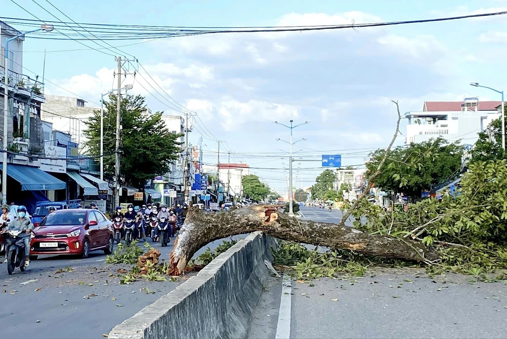 Nhánh cây Dầu Đôi gãy rơi xuống đường. Ảnh: DIÊN KHÁNH