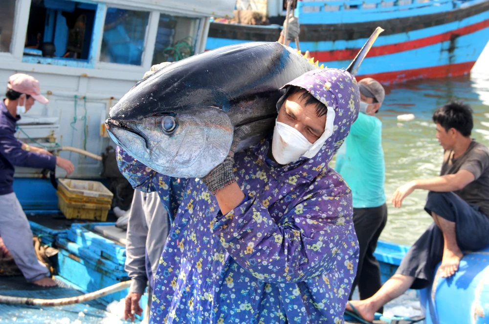 Cá ngừ đại dương của tỉnh Phú Yên đánh bắt hầu hết là xuất khẩu, trong đó có xuất khẩu vào thị trường châu Âu.