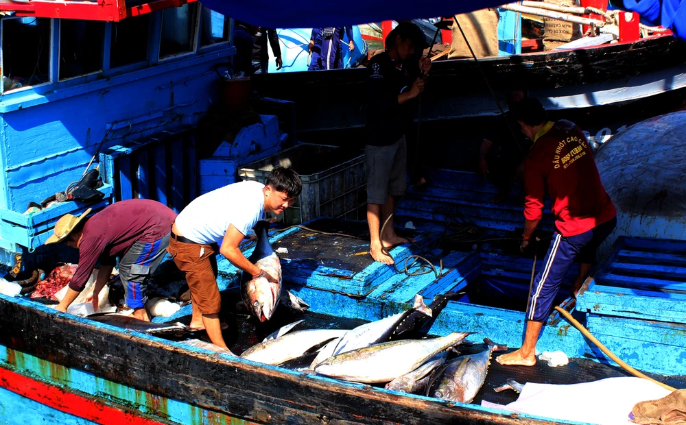 Tỉnh đang có gần 550 chiếc tàu hành nghề câu cá ngừ vây vàng và cá ngừ mắt to. Những năm trước đây, sản lượng khai thác cá ngừ đại dương của địa phương đạt khoảng 7.000 tấn. Tuy nhiên, năm 2022 chỉ đạt 3.300 tấn.