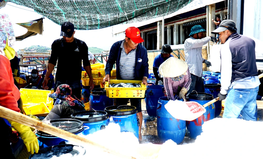 Cá sau khi được cân ký, các thương lái liền muối đá, đưa lên xe đông lạnh để vận chuyển đến nhà máy.