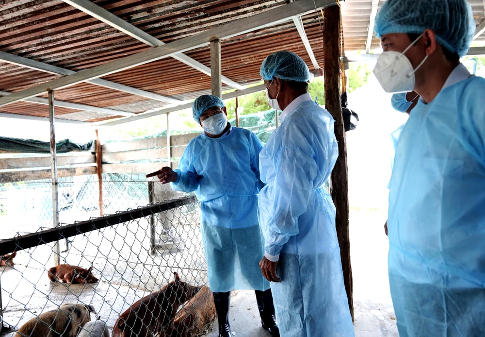 dịch tả lợn châu phi.jpg