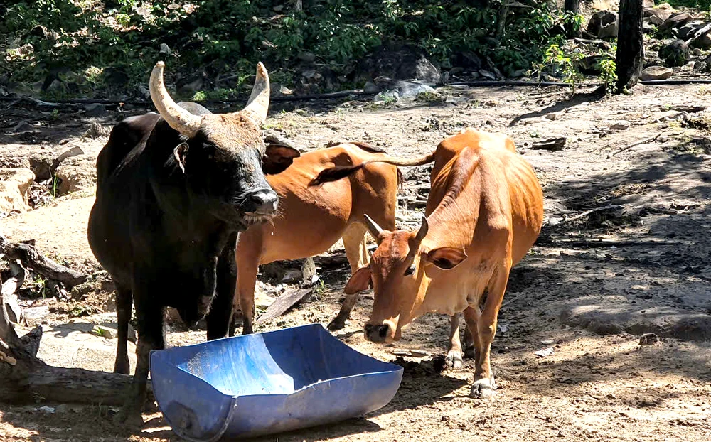 bò tót lai phước bình 1.jpg