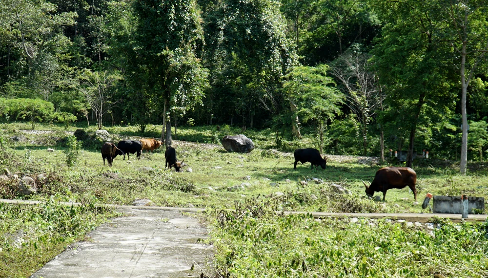 đàn bò tót lai 1.jpg