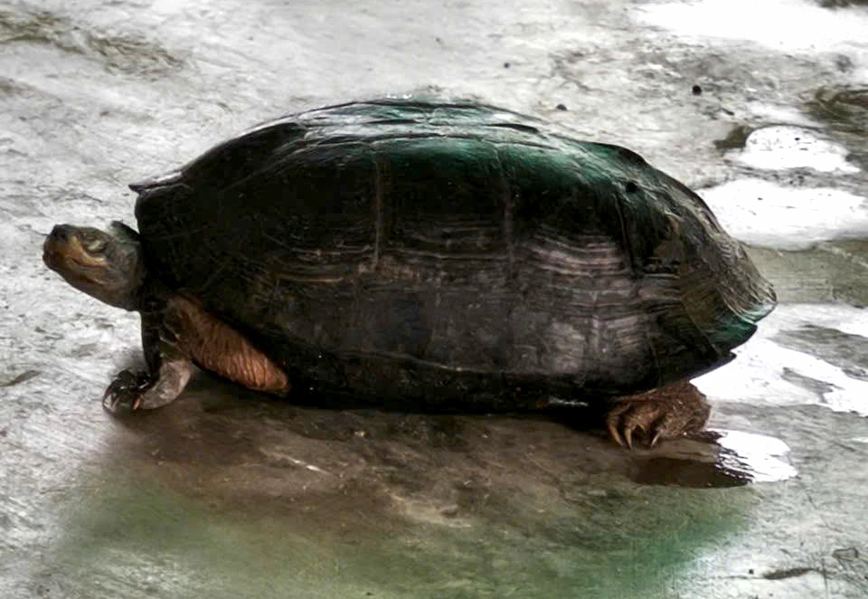 rùa đầu đen 1.jpg