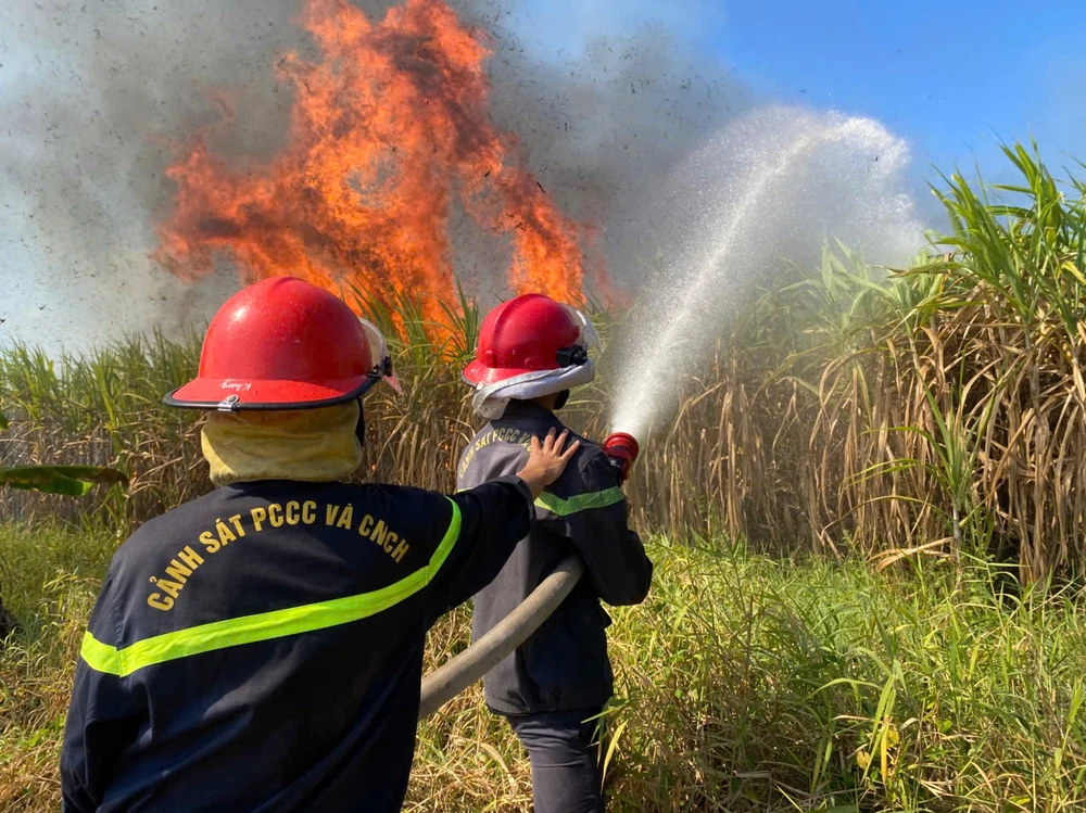 mía bị cháy 1.jpg