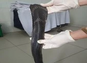 Thêm một người nguy kịch do bắt rắn hổ mang chúa