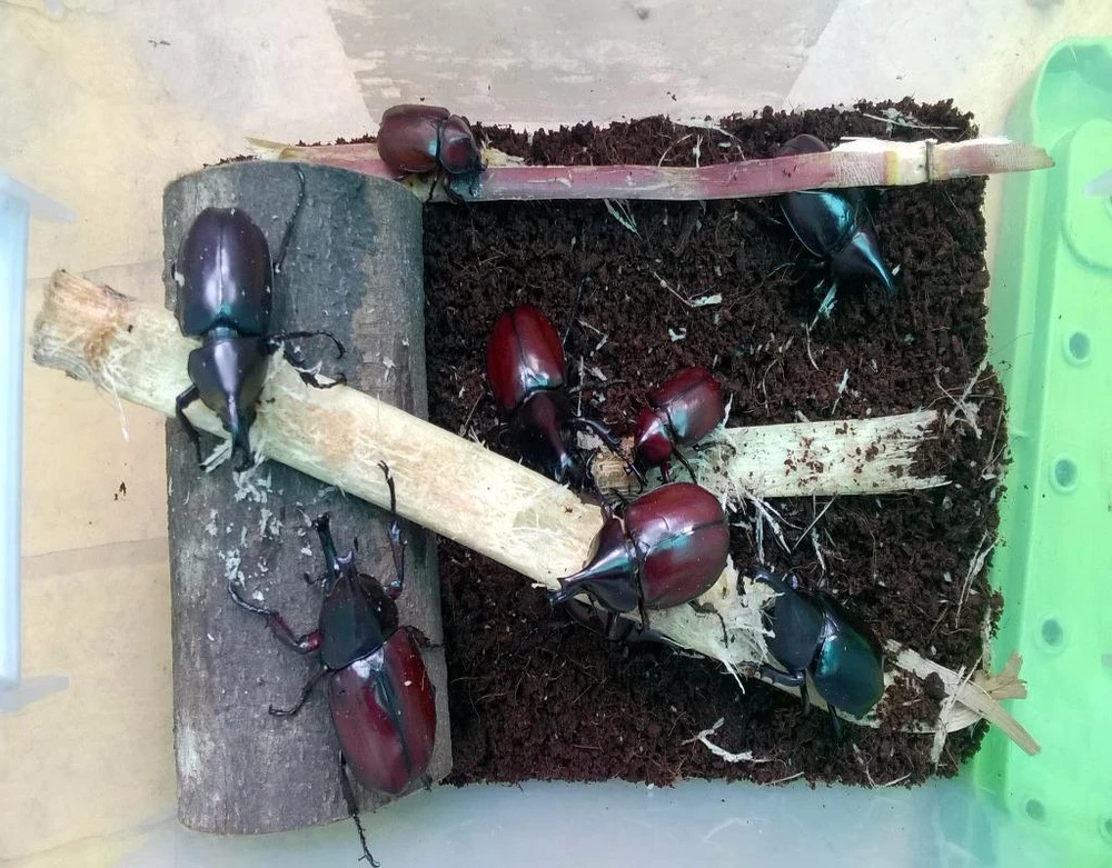 kiến vương hai sừng