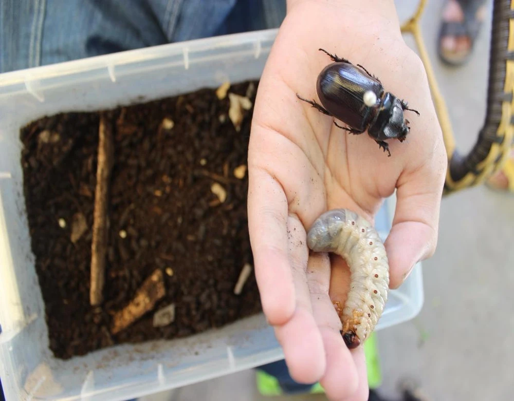 Ấu trùng (trắng) được bắt ở ngoại thành