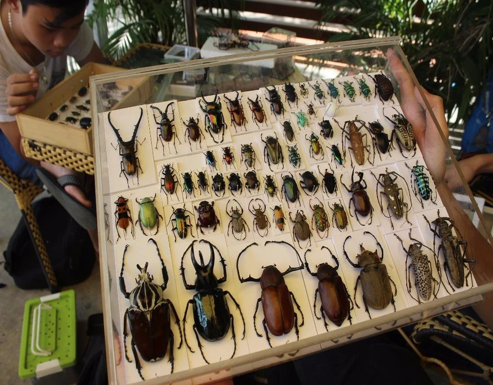 Bộ sưu tập bọ đáng ao ước