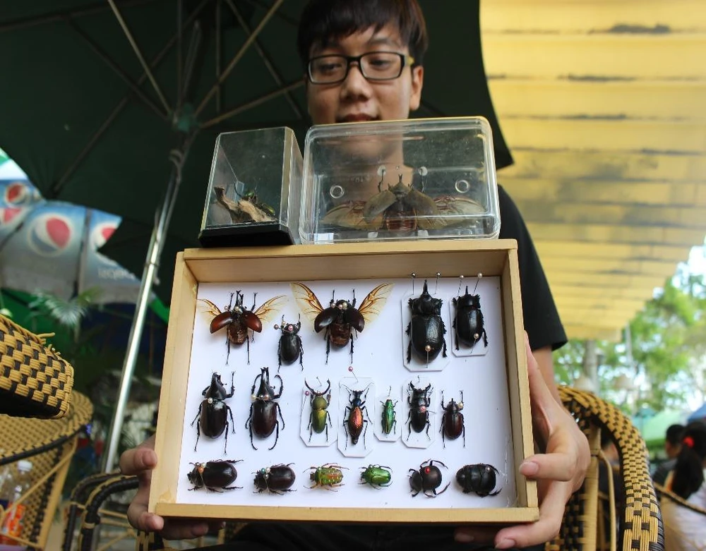 Thái Thịnh với bộ sưu tập tiêu bản bọ ngoại của mình. 