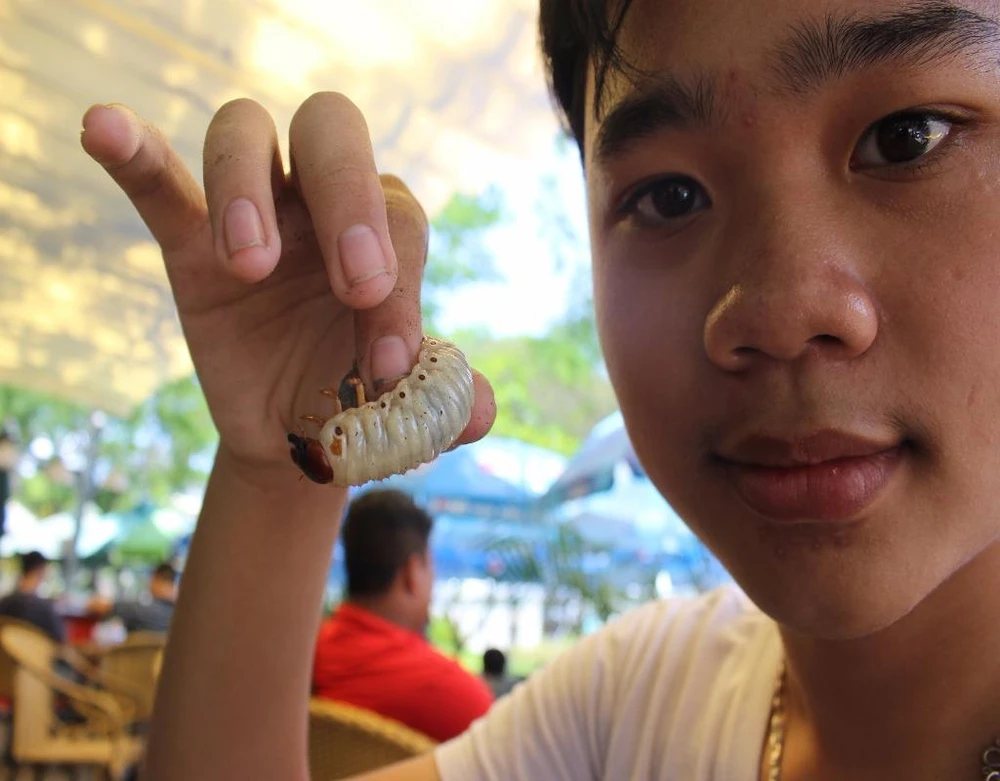 Nuôi một con bọ từ lúc còn là ấu trùng đến khi trưởng thành, sinh nở là thú vui của nhiều bạn trẻ