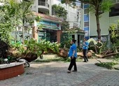 TP.HCM: Cây phượng trong trường bật gốc, 1 học sinh tử vong 