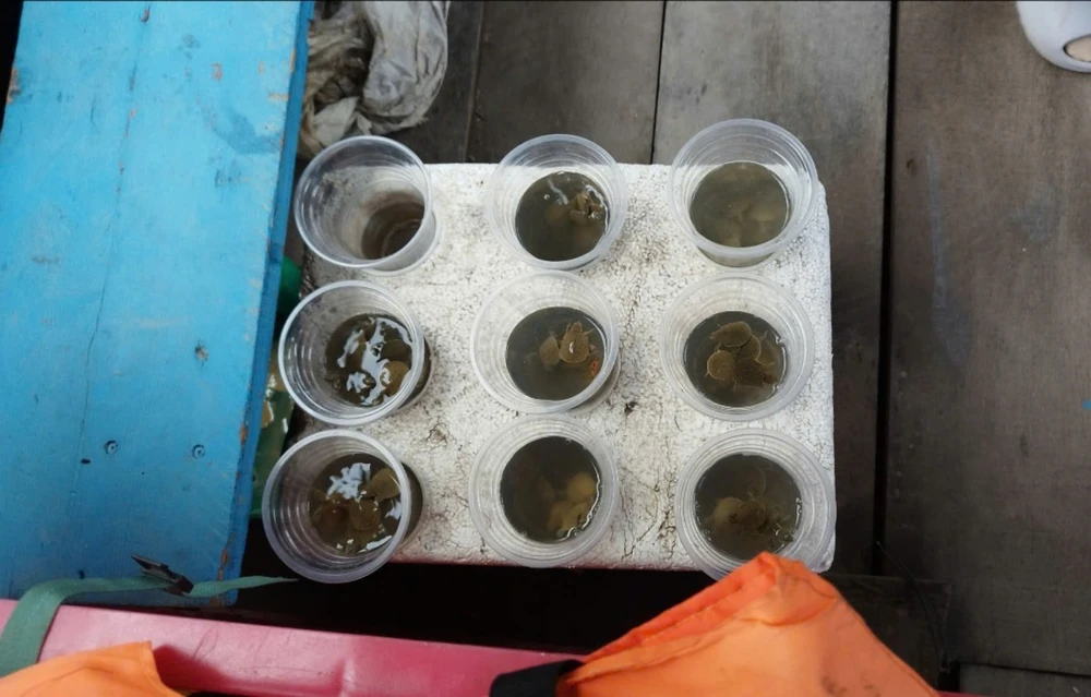 Một số loài động vật nhỏ được bày bán trên thuyền chở khách ra Phù Châu Miếu. Ảnh NHẬT TRUNG.jpg