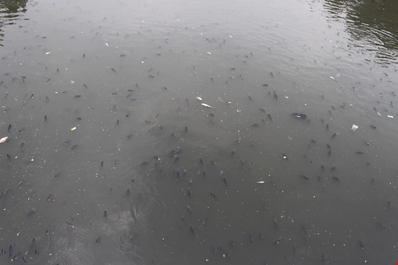 Sáng còn ngoi ngóp, chiều cá đã chết trắng xóa kênh Nhiêu Lộc ảnh 5