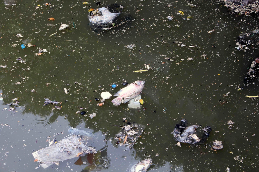 Sáng còn ngoi ngóp, chiều cá đã chết trắng xóa kênh Nhiêu Lộc ảnh 4