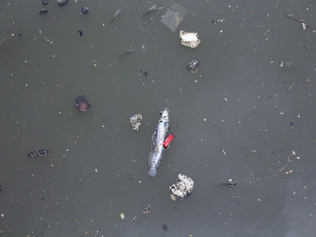 Những con cá rất lớn cũng bị chết - Ảnh: Hồng Trâm