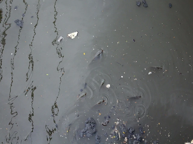 Rất nhiều con cá ngoi ngóp bên cạnh rác thải đen ngòm - Ảnh: Hồng Trâm