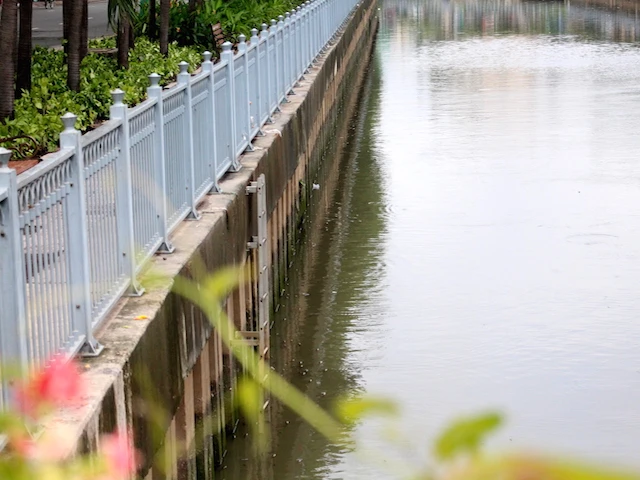 Cá nổi lên sát bờ cầu số 3 để đớp không khí - Ảnh: Hồng Trâm