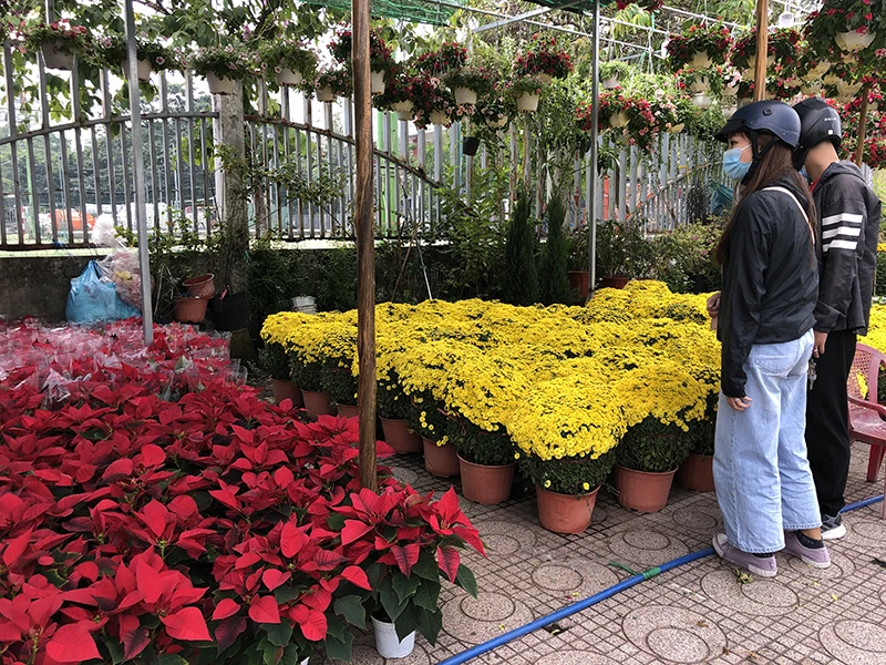 Hoa, nông sản tết: Kẻ cười, người khóc ảnh 3