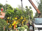 Bưởi Diễn giá hàng chục triệu ra phố đón tết sớm