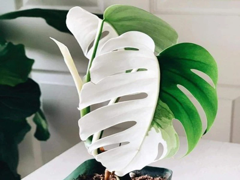 Sốt xình xịch ...'lá đột biến siêu đắt' 1 tỉ đồng/lá ảnh 2