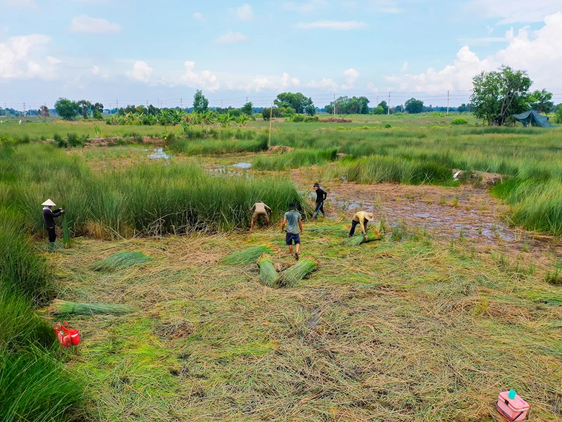 Ống hút tre, cỏ bàng Việt trên bàn tiệc châu Âu ảnh 2