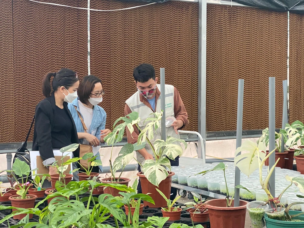 Khách tham quan tại nhà vườn nuôi cấy dòng kiểng lá monstera đột biến. Ảnh: THU HÀ