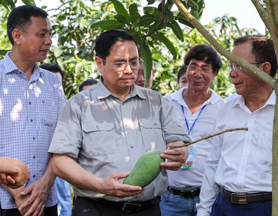 Thủ tướng Chính phủ Phạm Minh Chính thăm một mô hình thâm canh xoài hữu cơ tại Sơn La. Thủ tướng Chính phủ Phạm Minh Chính thăm một mô hình thâm canh xoài hữu cơ tại Sơn La.