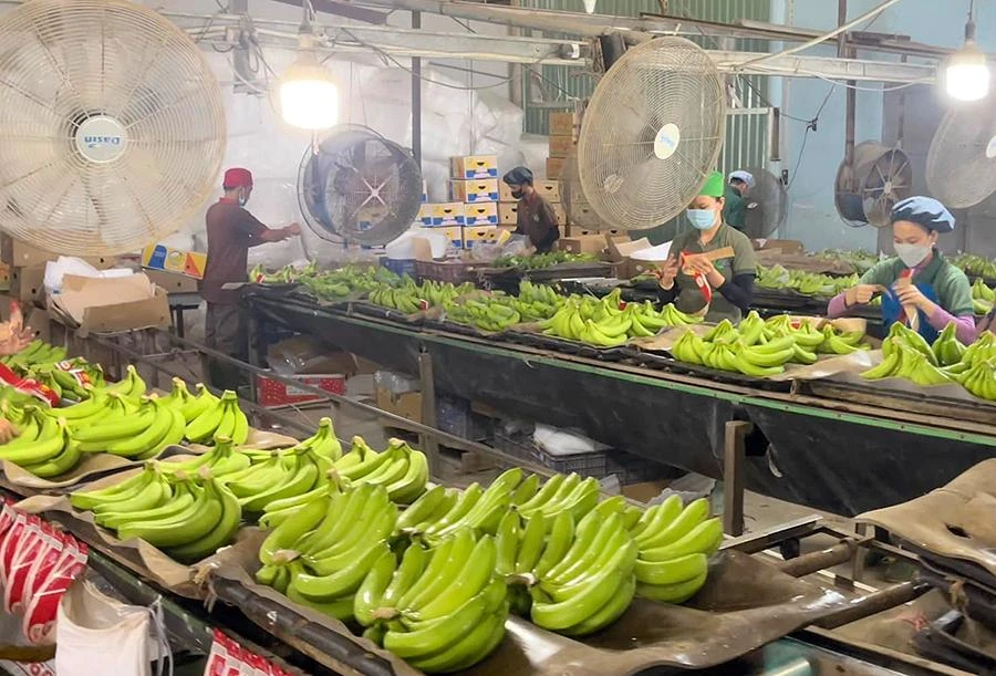 Công nhân sơ chế chuối tại xưởng để xuất khẩu. Ảnh: Q.HUY