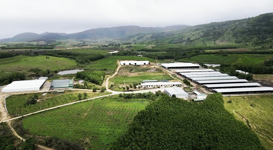 Khu vực dự án nuôi bò của Công ty Sao Đỏ ở xã Ea Lai, huyện M’Đrắk. Ảnh: VŨ LONG