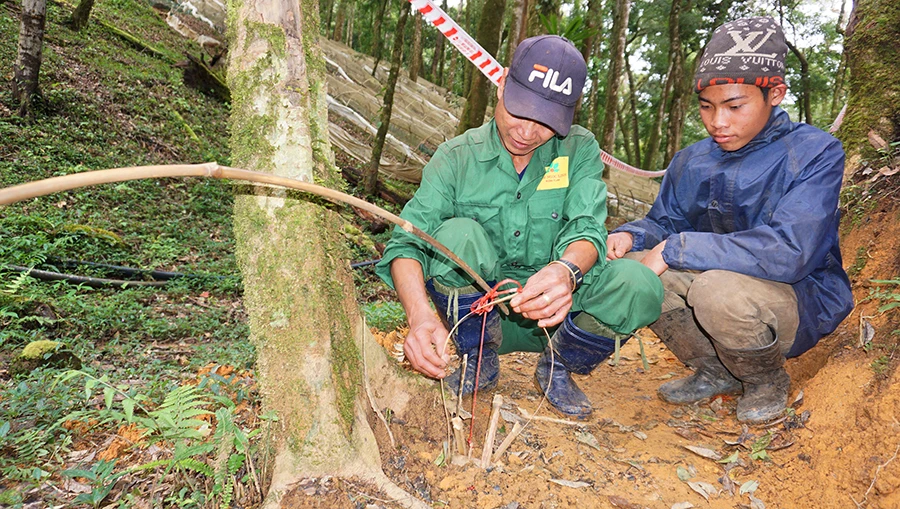 Người dân dùng bẫy dây bắt chuột tại vườn sâm. Ảnh: LK