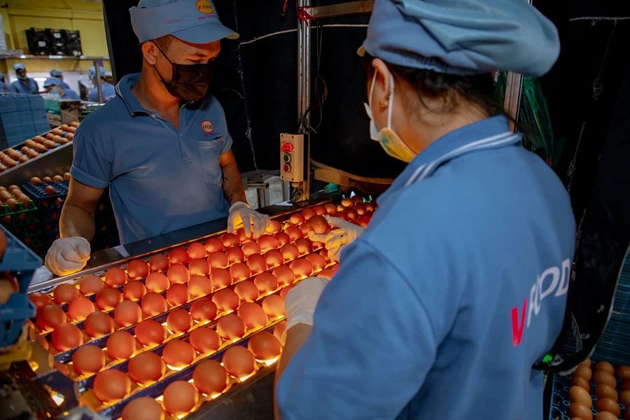 Trứng gà nuôi theo mô hình không nuôi nhốt đang nhận được tín hiệu tích cực từ thị trường. Ảnh: TH