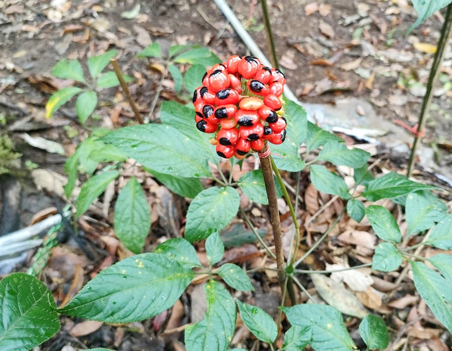 Sâm Ngọc Linh đã qua nguy cơ tuyệt chủng. Ảnh: LÊ KIẾN