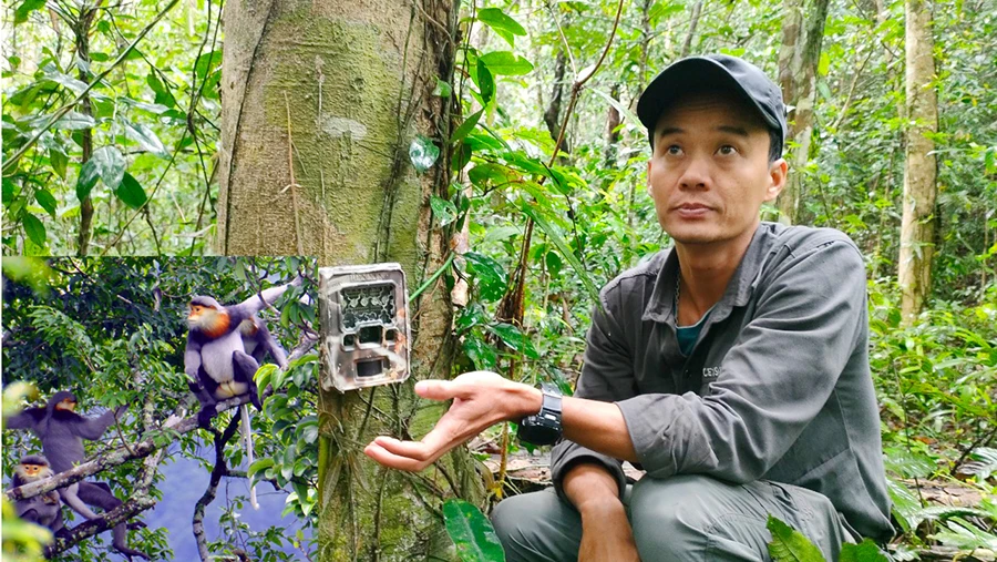 “Thạc sĩ voọc” tiết lộ đã phát hiện ra loài tê tê vàng quý hiếm thông qua đặt bẫy ảnh. Voọc chà vá chân xám là loài linh trưởng đặc hữu chỉ có ở Việt Nam (ảnh nhỏ). Ảnh: LÊ KIẾN