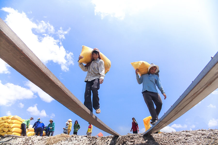 Đa phần những người làm nghề vác lúa là lao động thời vụ, công việc tuy có nặng nhọc nhưng thu nhập ổn định 500.000-600.000 đồng/ngày. Ảnh: HUỲNH DU