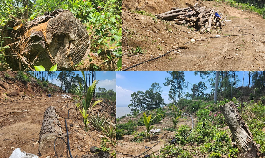 Rừng thông Linh Trường từng là rừng phòng hộ nhưng giờ đã bị tàn phá nghiêm trọng. Ảnh: ĐẶNG TRUNG