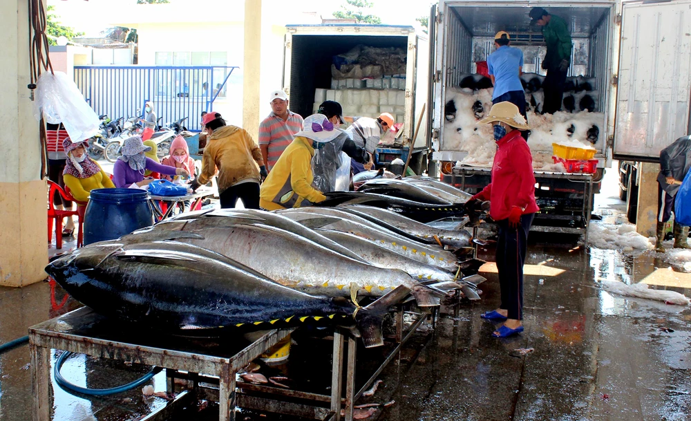 Ngư dân Phú Yên đang đưa cá ngừ đại dương thu hoạch được về cảng sau chuyến vươn khơi. Ảnh: HUỲNH HẢI