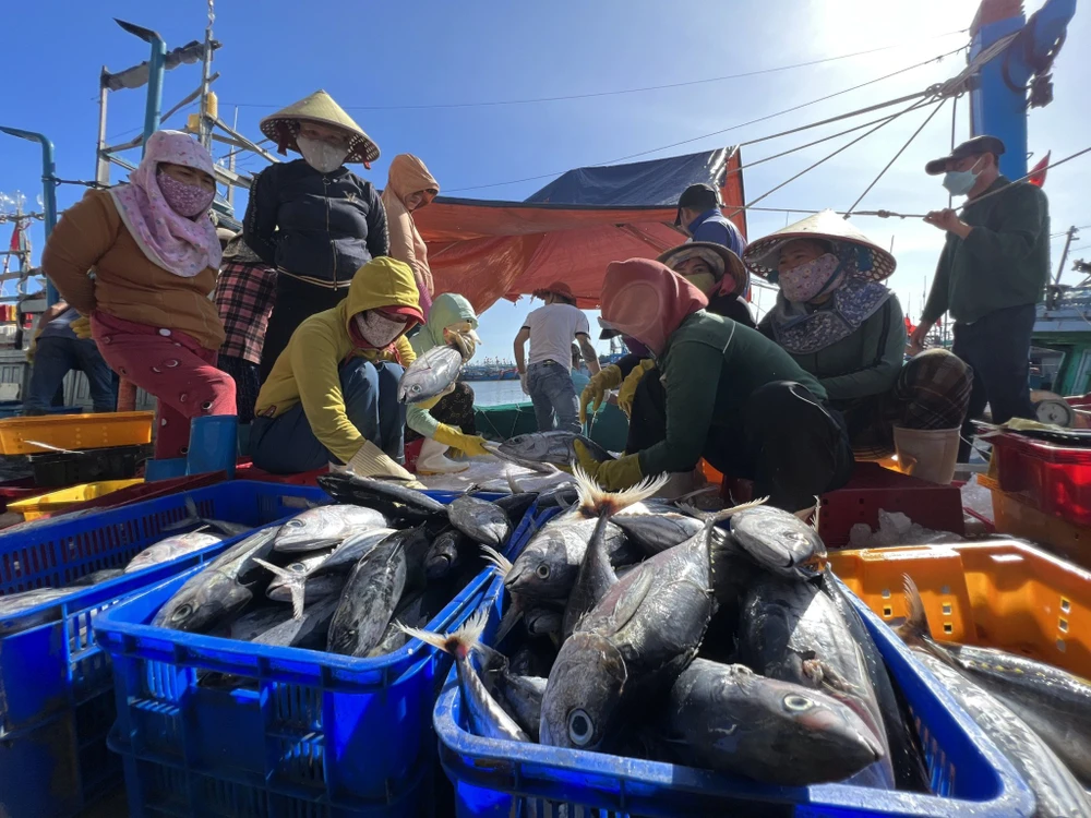 Các địa phương cần đẩy mạnh tuyên truyền để ngư dân và cán bộ hiểu về chống khai thác IUU, sớm gỡ thẻ vàng của Ủy ban châu Âu. Ảnh: THANH NHẬT