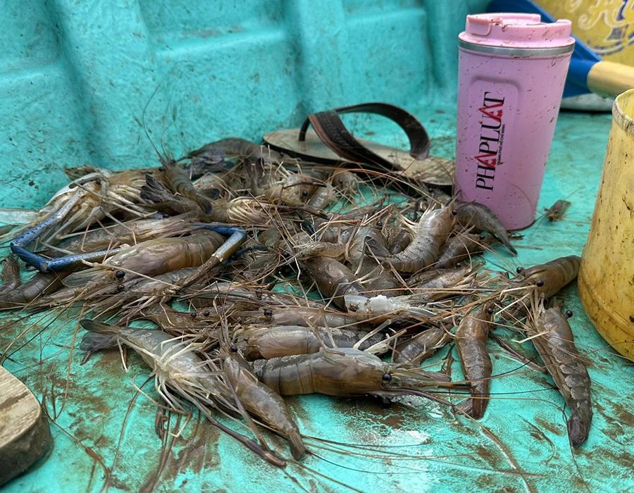 Điều tra: Đổ thuốc trừ sâu xuống sông Đồng Nai bắt tôm - Bài 2- 15 phút, vớt được cả ký tôm trúng thuốc