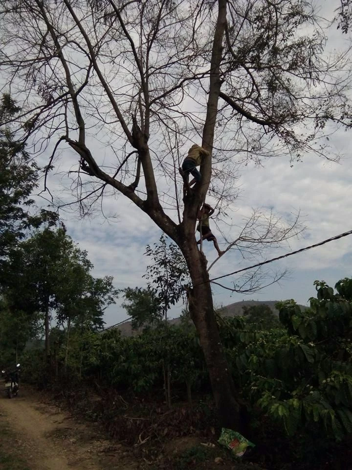 Trèo cây muồng khều kén sâu