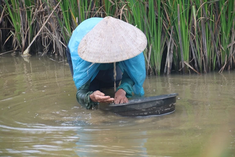 Quảng Nam: Nhọc nhằn tuổi già mò ốc ảnh 8 Quảng Nam: Nhọc nhằn tuổi già mò ốc ảnh 8