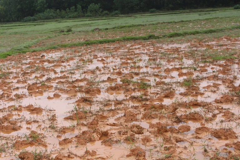 Dân dựng lều phản ánh vì đất sản xuất bị bồi lấp ảnh 4