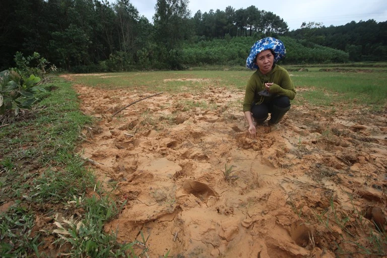 Dân dựng lều phản ánh vì đất sản xuất bị bồi lấp ảnh 3