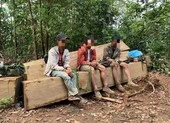 Bắt nhóm người khai thác gỗ trái phép