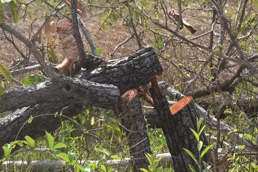 Hiện cơ quan chức năng đang tiến hành điều tra. Ảnh: QN