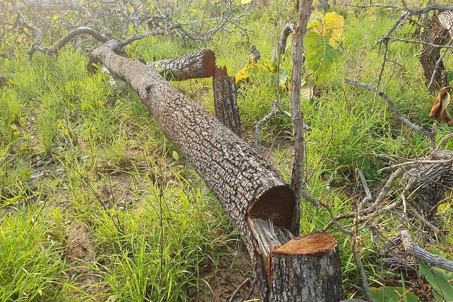 Việc kiểm đếm vẫn chưa xong vì diện tích rừng bị phá lớn. Ảnh: QN