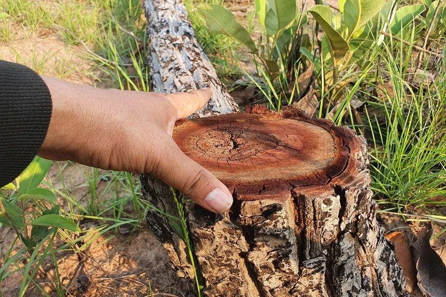 Hiện trường vụ phá rừng. Ảnh: HT